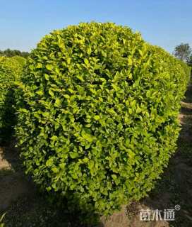 冠幅180厘米金叶女贞球