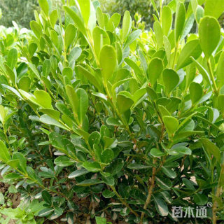 高度30厘米小叶黄杨小苗