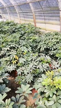 高度40厘米鸭脚木