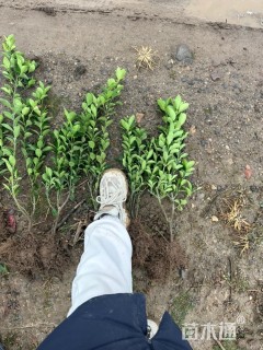 高度50厘米黄杨