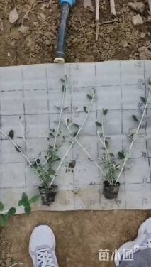 高度30厘米水果兰