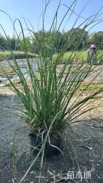 高度40厘米矮蒲苇