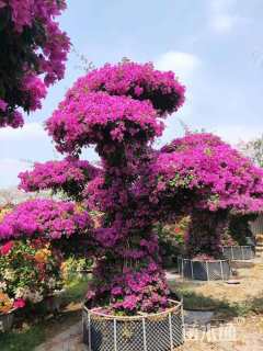 高度10厘米银叶菊