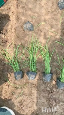高度30厘米白茅
