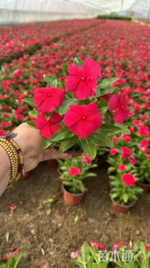 高度15厘米长春花