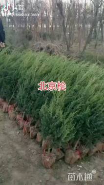 高度80厘米北京桧