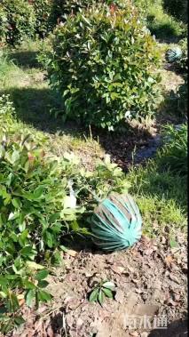 冠幅80厘米红叶石楠球