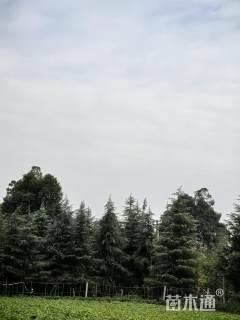 高度700厘米雪松