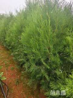 高度100厘米侧柏