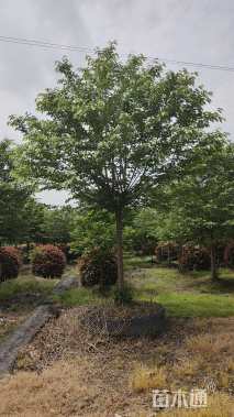 15公分高杆早樱