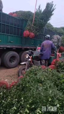 高度2厘米大叶黄杨柱