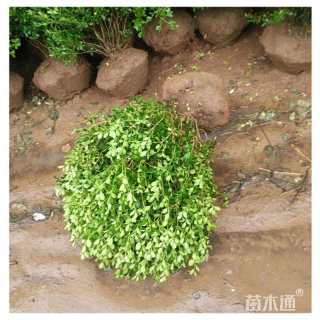 冠幅40厘米瓜子黄杨球