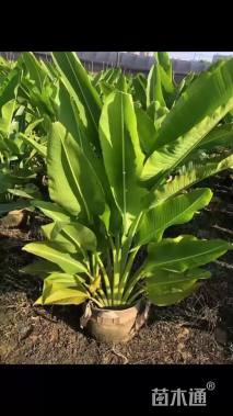 高度150厘米旅人蕉