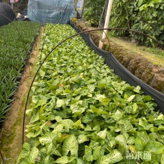 高度25厘米合果芋