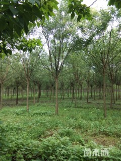 12公分国槐
