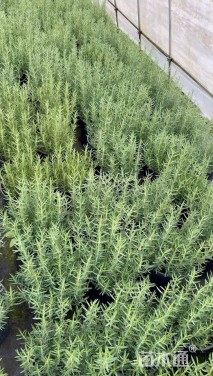 高度20厘米迷迭香
