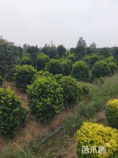 冠幅150厘米金森女贞球