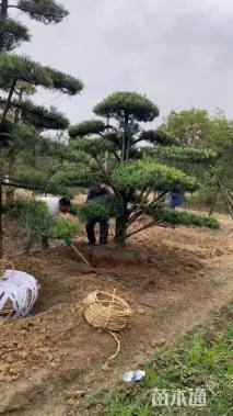 移栽苗造型罗汉松