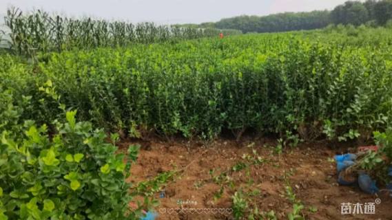 高度40厘米卫矛小苗