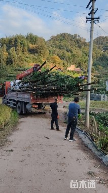 10公分金丝楠木