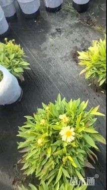 高度25厘米金鸡菊