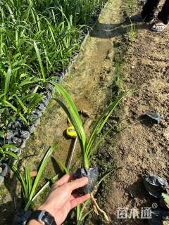 高度30厘米蜘蛛兰