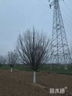 18公分绚丽海棠