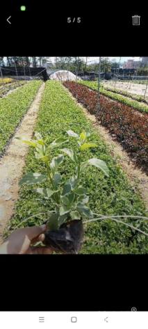 高度20厘米花叶假连翘