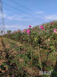 高度80厘米月季