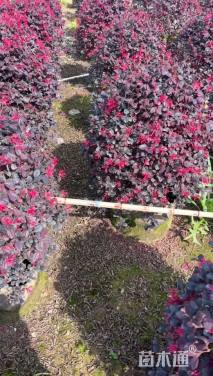 高度65厘米红花继木