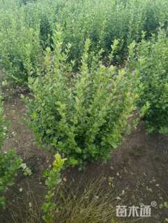 冠幅40厘米卫矛球