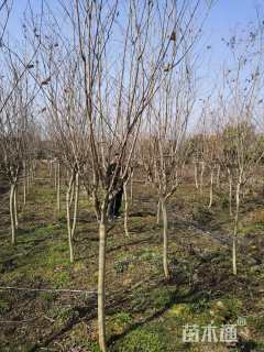 高度200厘米美国三红紫薇