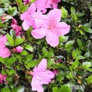 高度80厘米夏娟