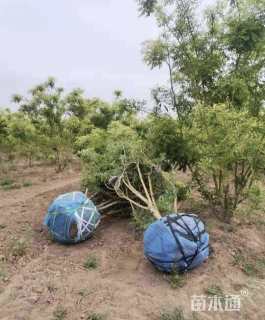 高度400厘米丛生丁香