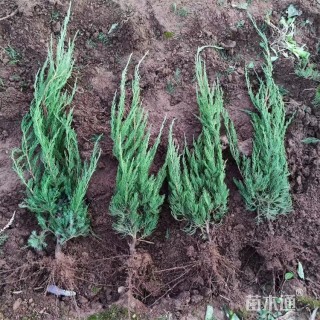 高度45厘米龙柏