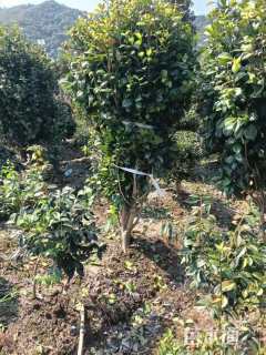 高度250厘米茶花