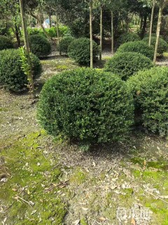 冠幅60厘米龟甲冬青球