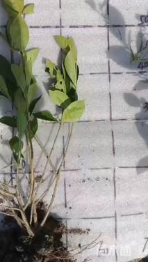 高度40厘米大叶栀子