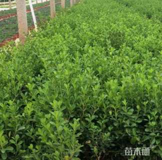 高度32厘米瓜子黄杨小苗