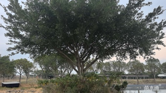 裸干高300厘米华棕