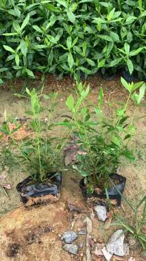 高度40厘米小叶栀子