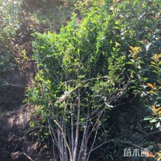 高度200厘米丛生花石榴