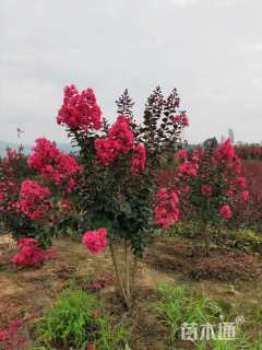 高度160厘米丛生紫薇