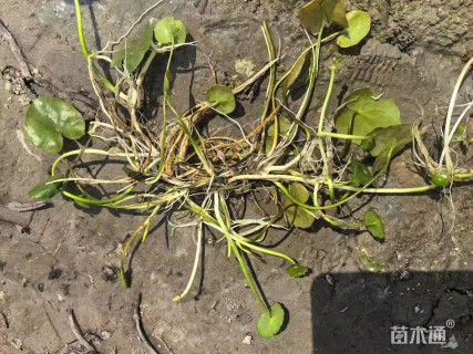 高度20厘米荇菜