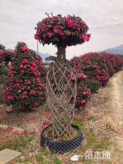 高度1000厘米茶梅