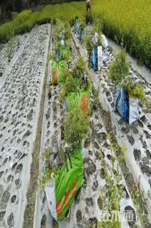 高度40厘米金禾女贞