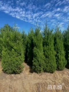 高度180厘米河南桧