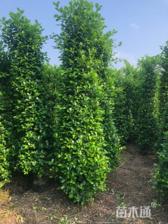 高度200厘米火山榕