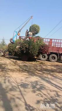 冠幅150厘米红花继木球