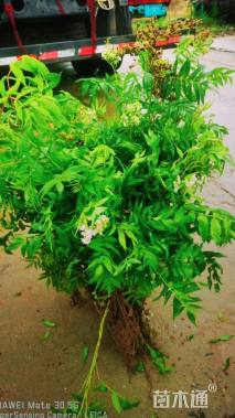 高度50厘米珍珠梅